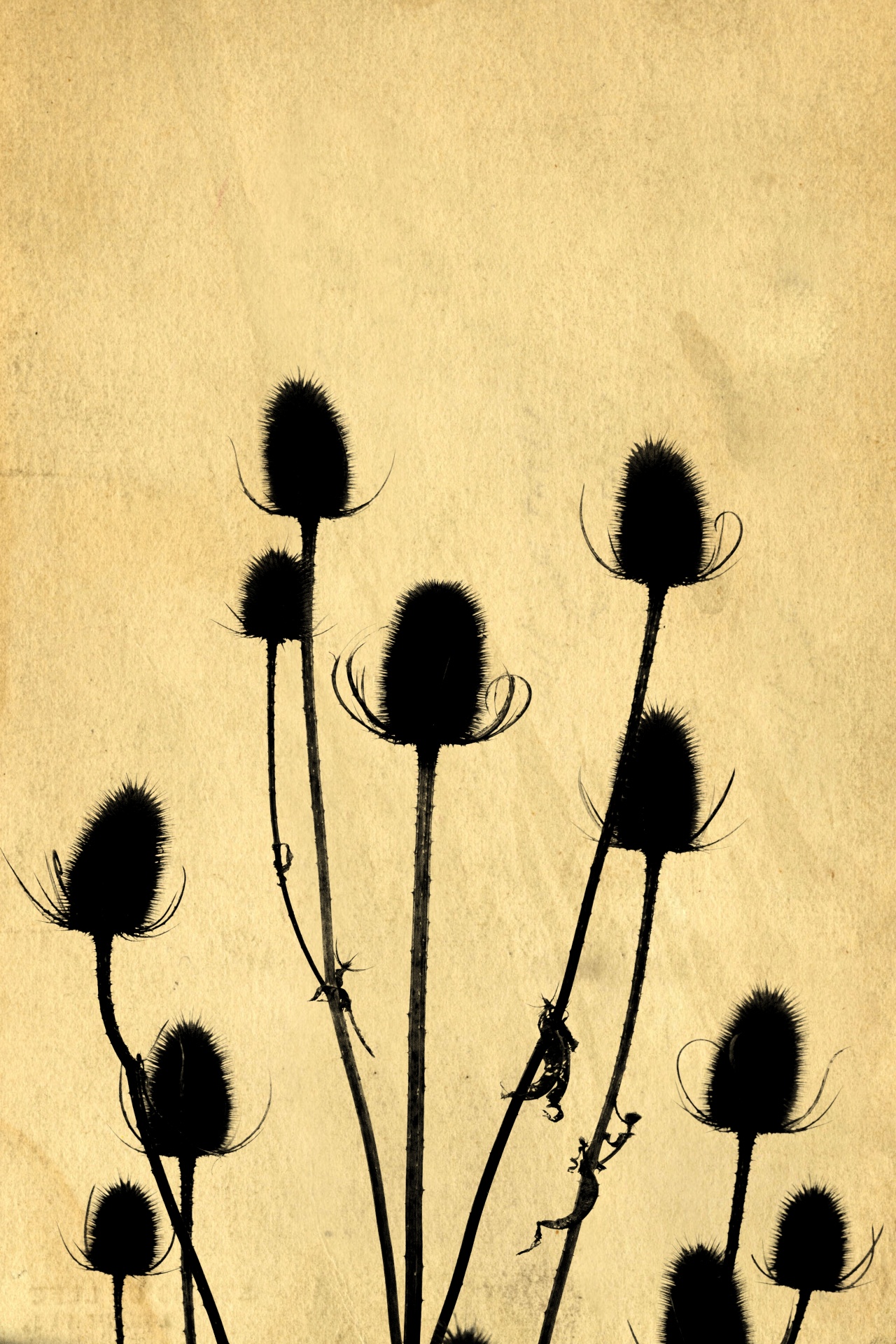 Thistle Silhouettes