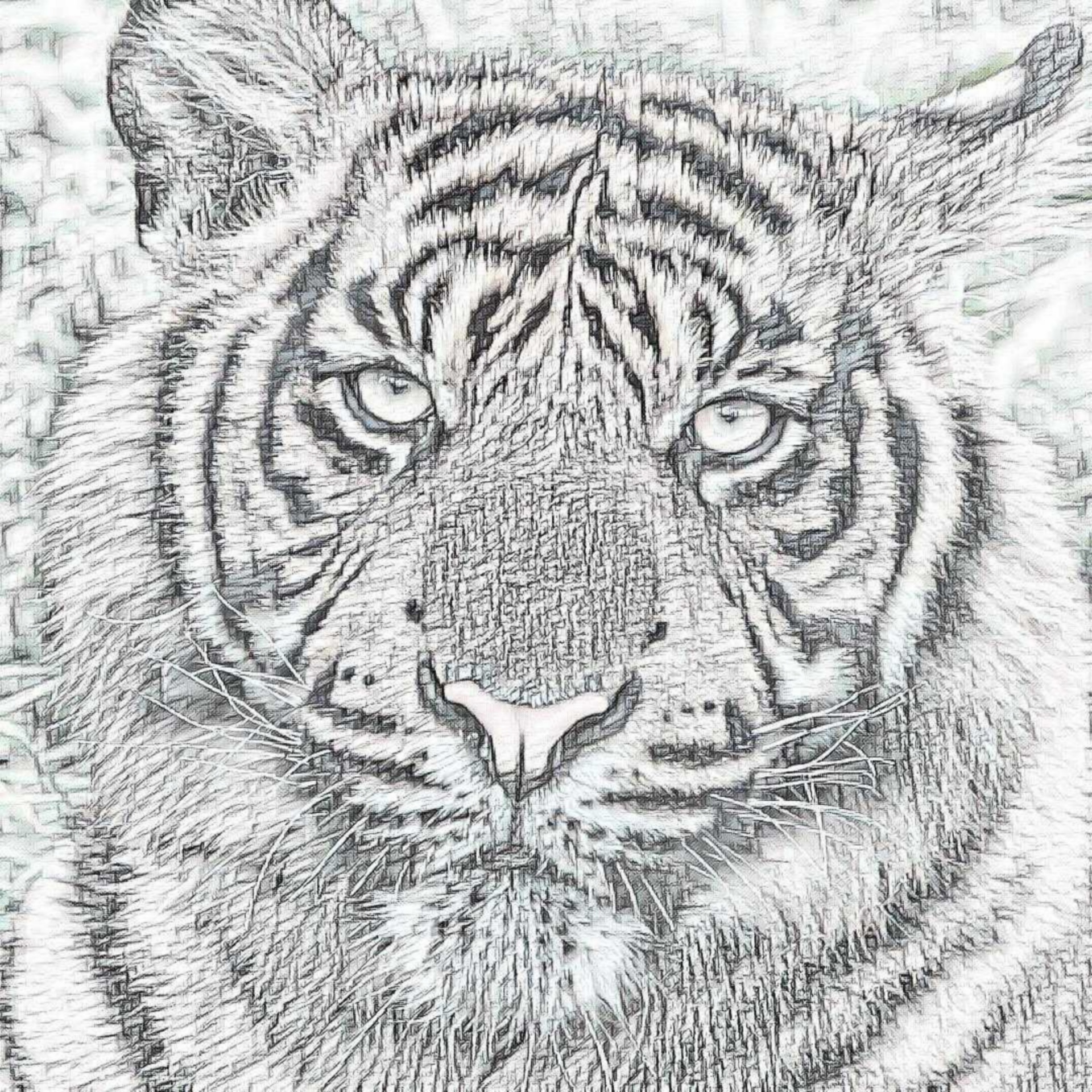 Tiger Pencil Drawing