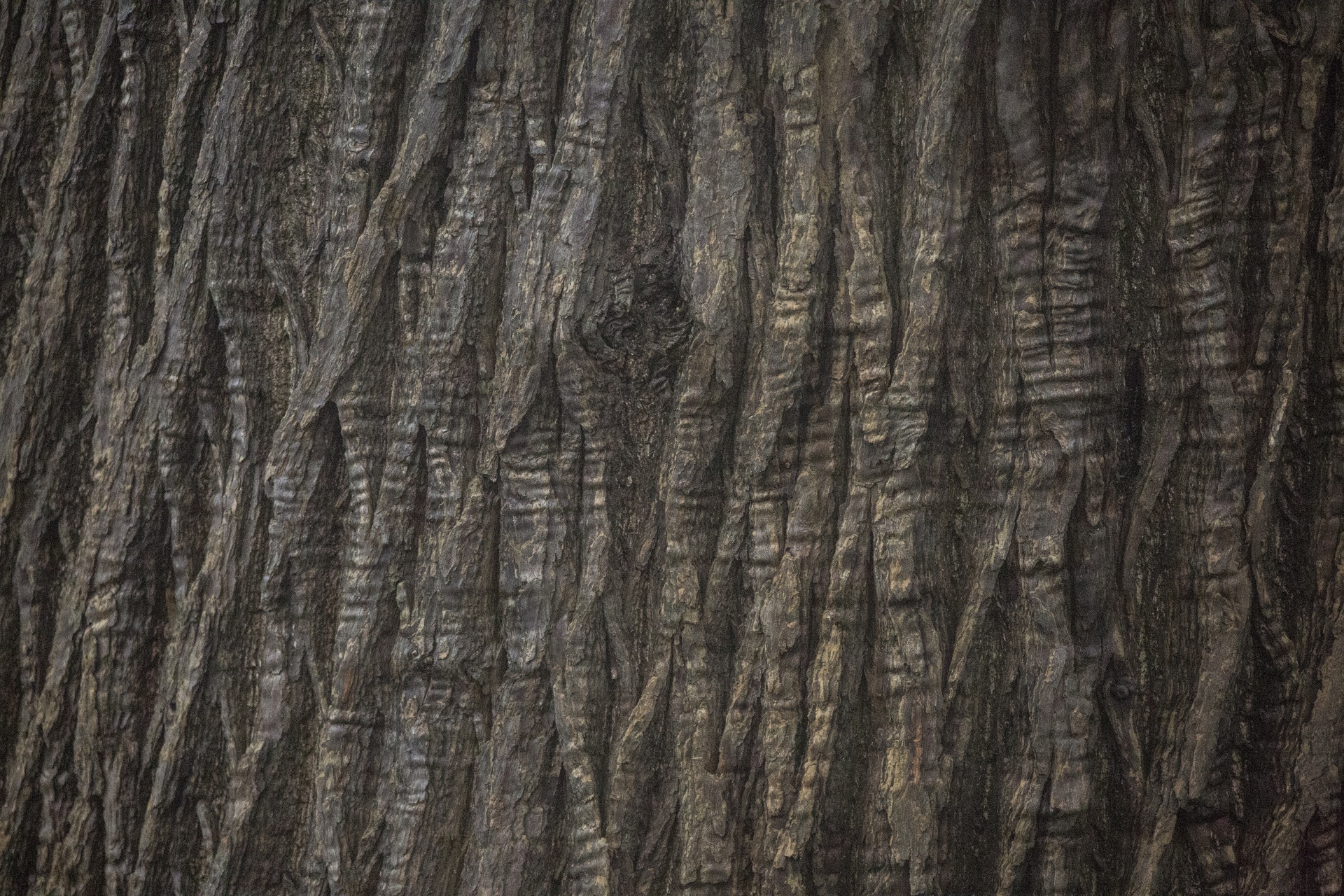 Tree Texture