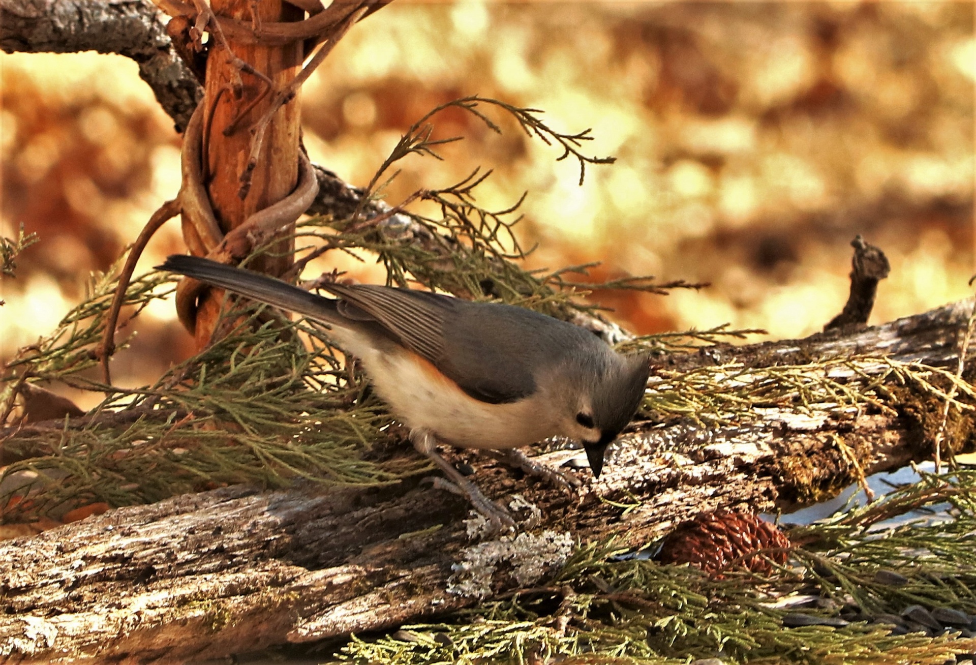 Tufted Titmouse On Tree Branch