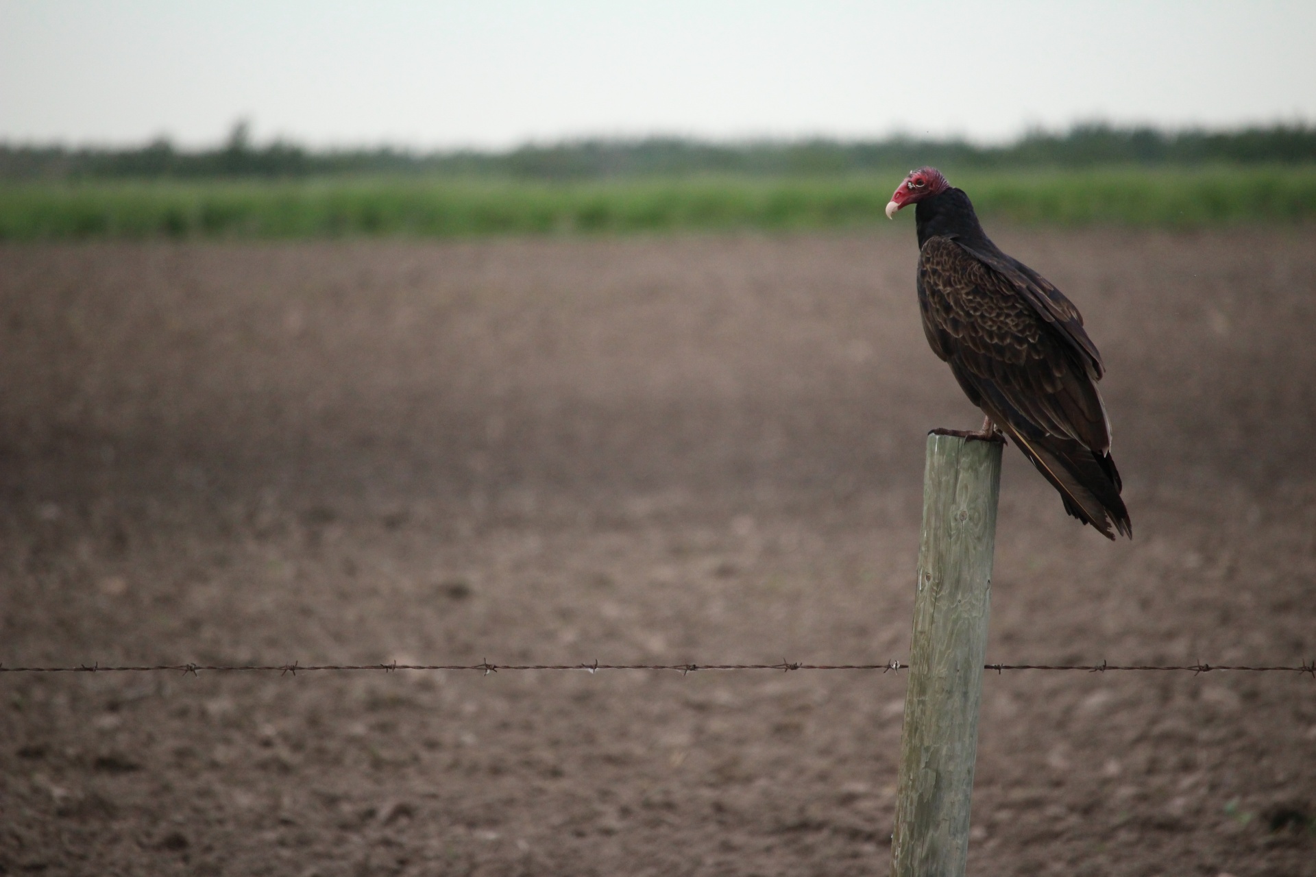 Turkey Vulture on a post
