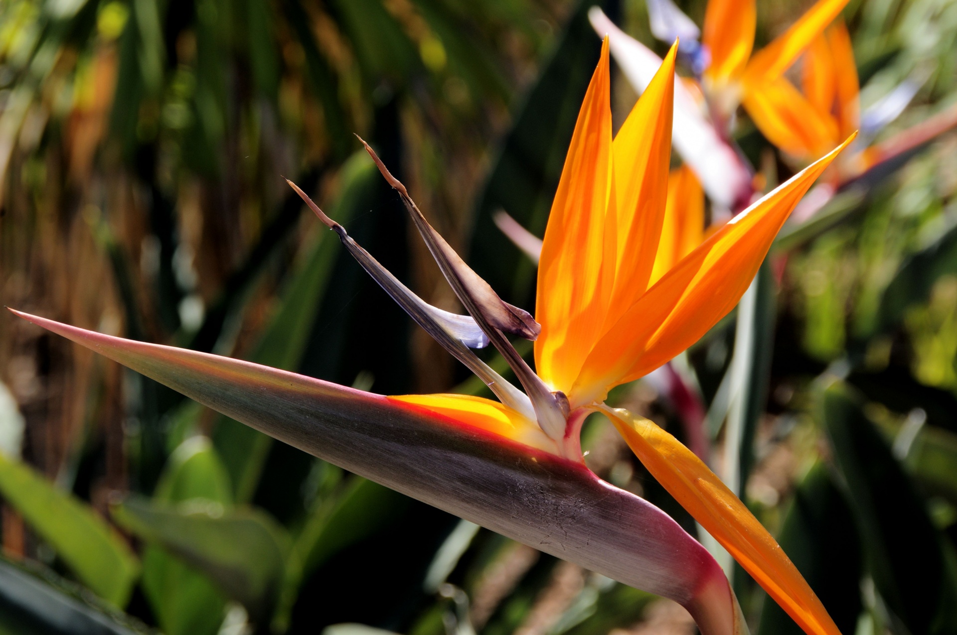 Two Bird-of-paradise Flowers