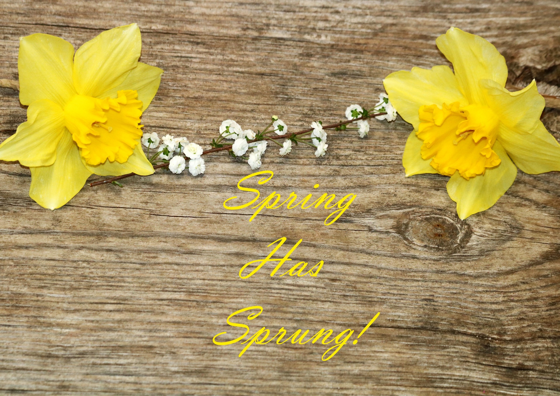 Two bright yellow daffodils and tiny white wildflowers lying on a wooden background with the text, Spring has Sprung.