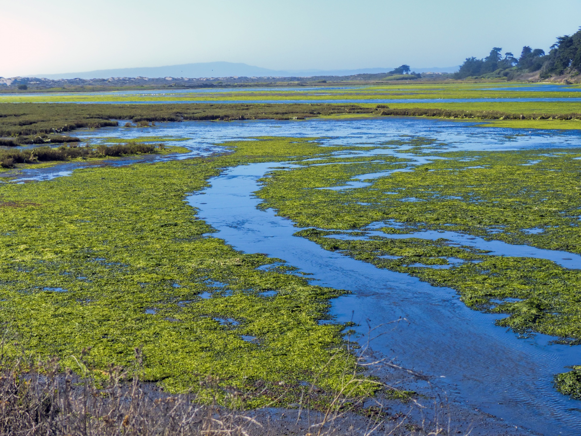 Wetlands are a protected area for birds and this is in Northern California