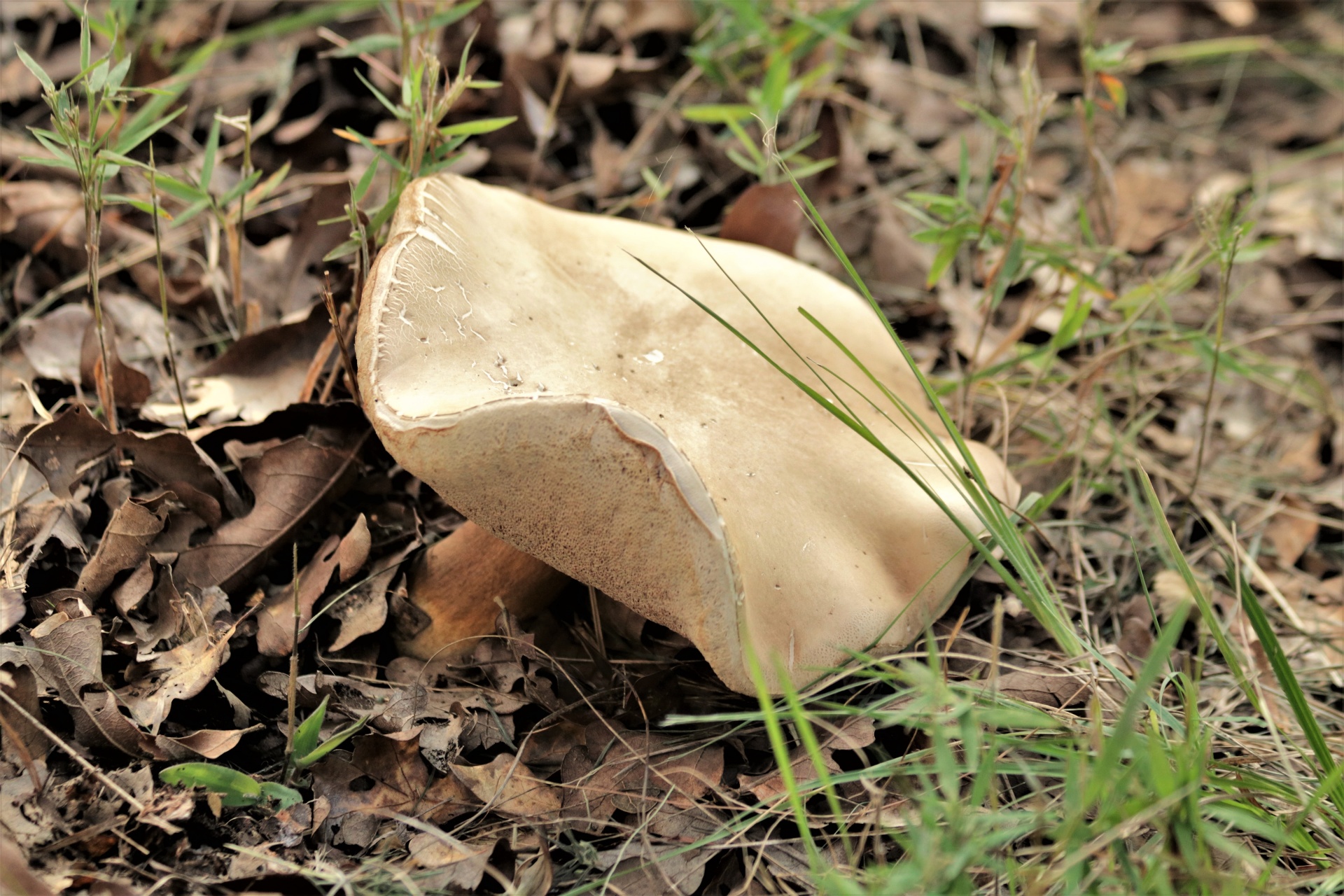 White Bolete Mushroom