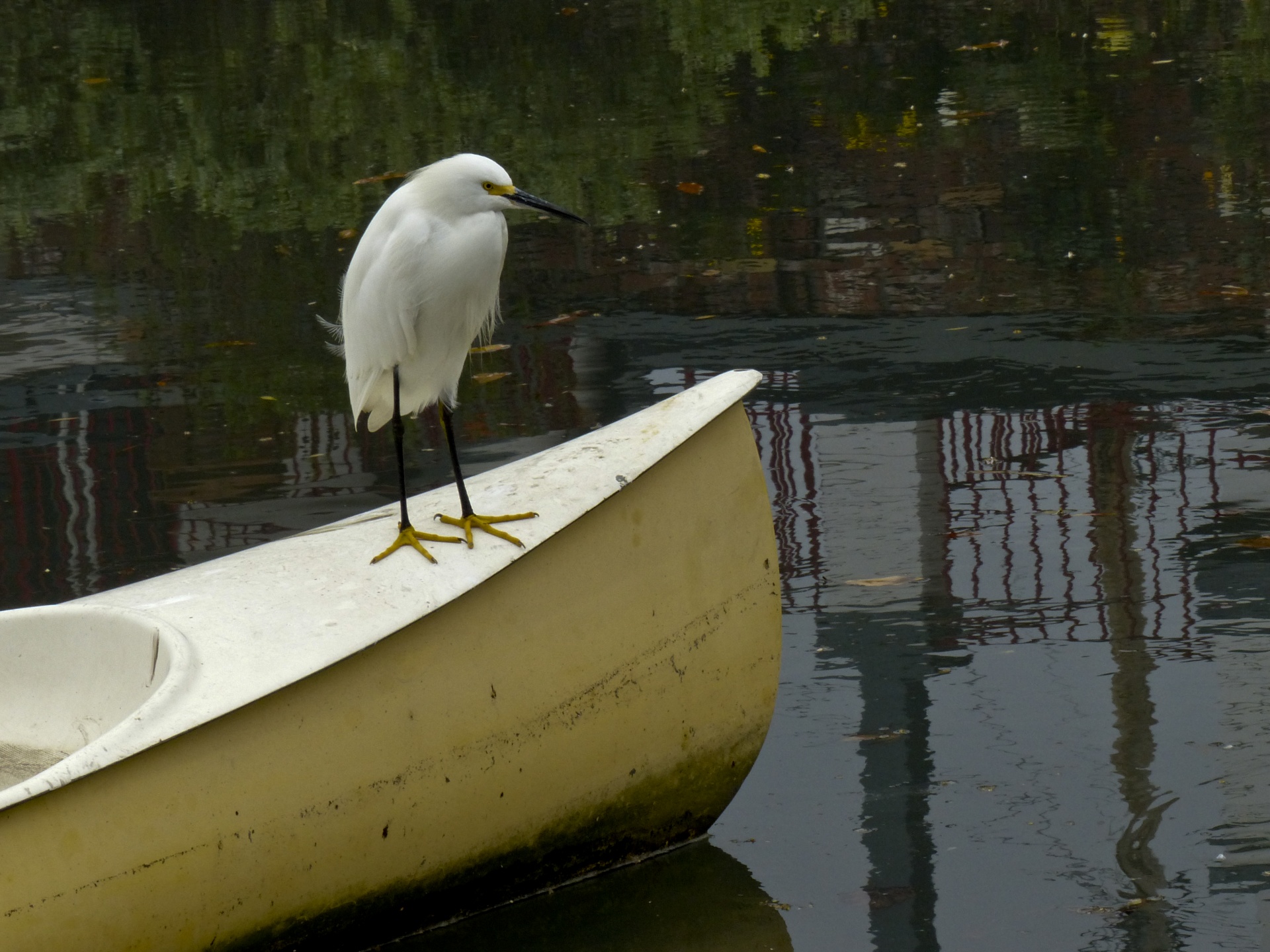White Egret, Yellow Boat