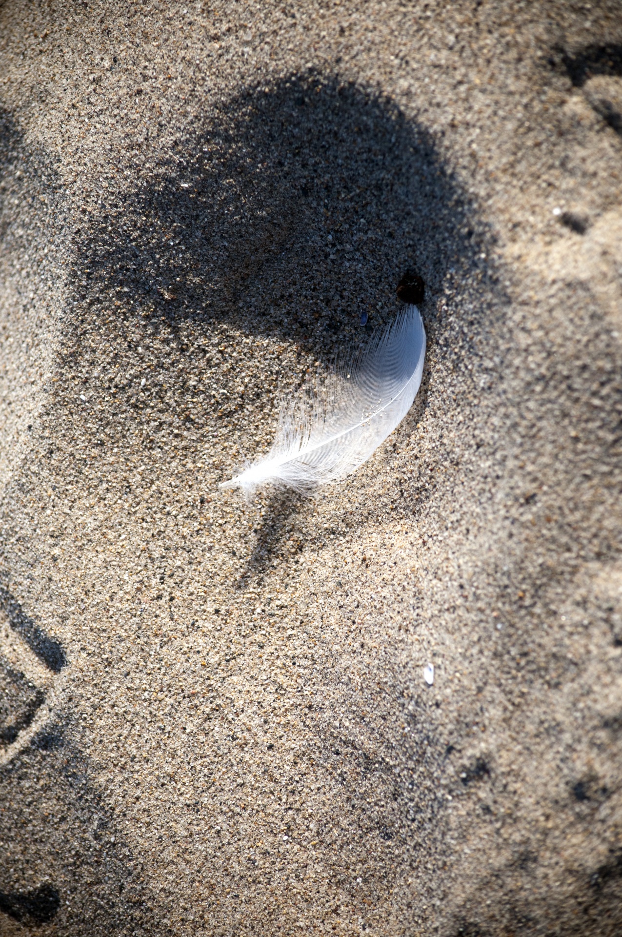 White Feather In Sand