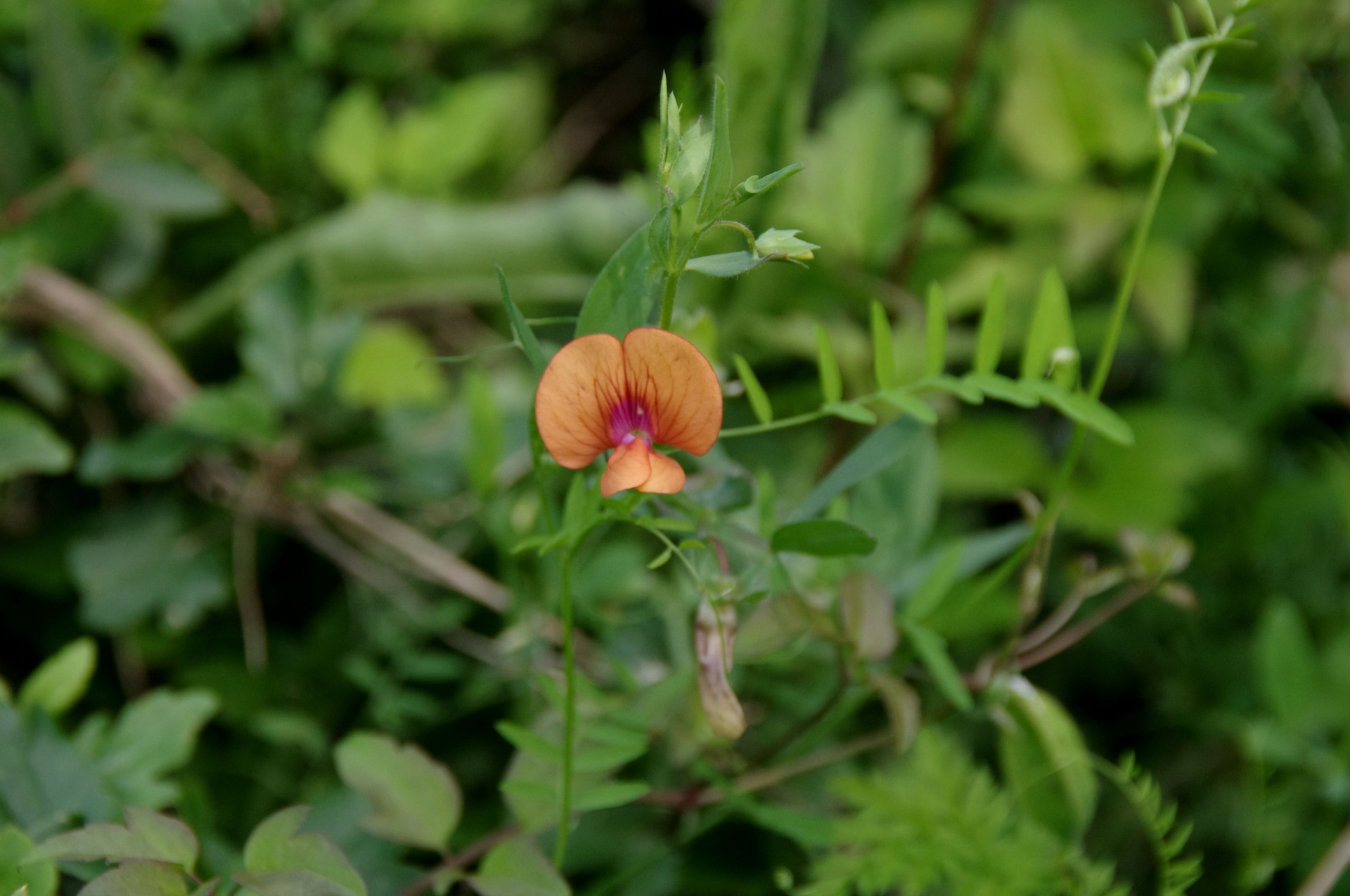 Wild Orange Meadow Pea Flower