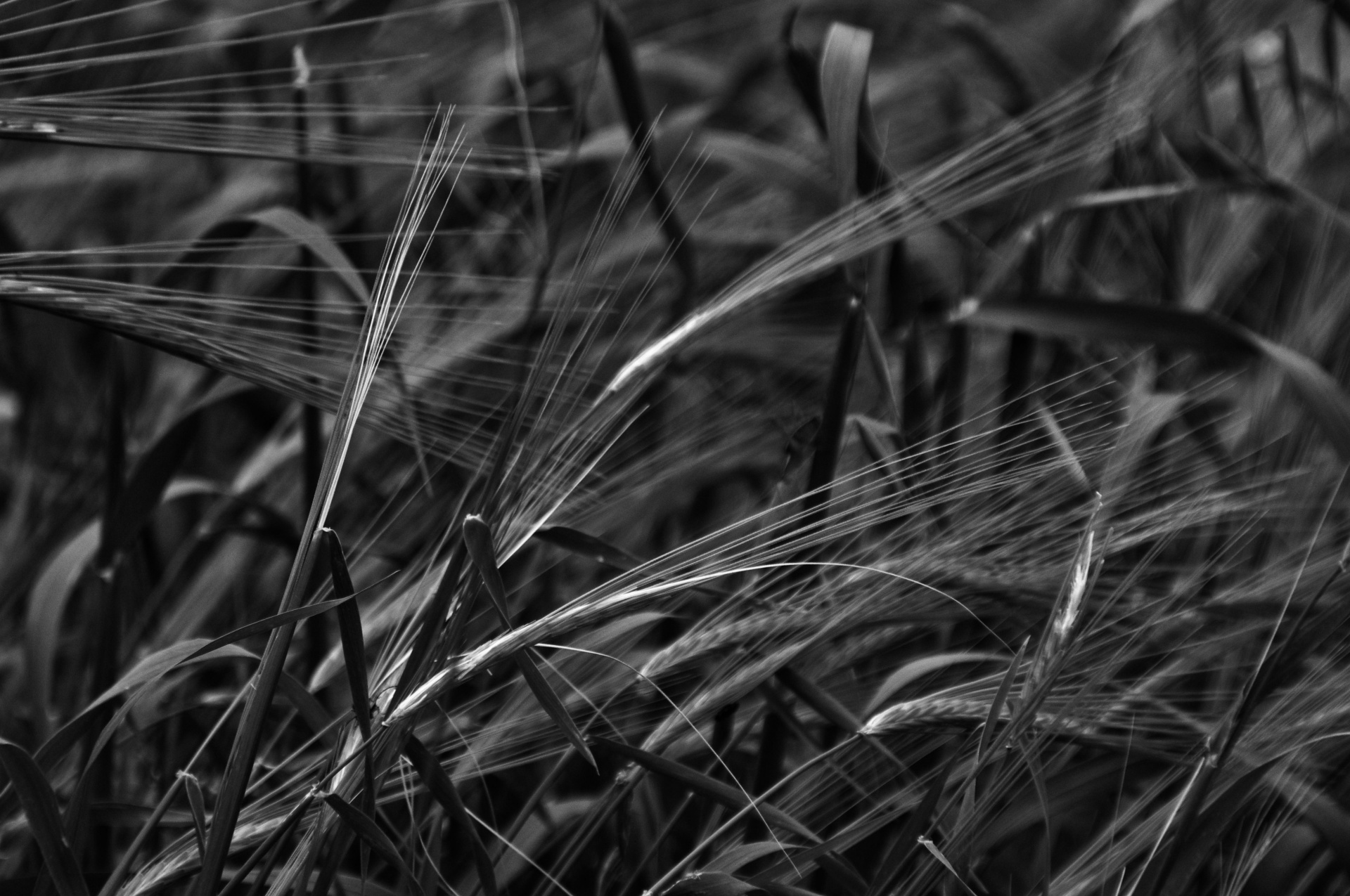 Wild Wheat In Black And White