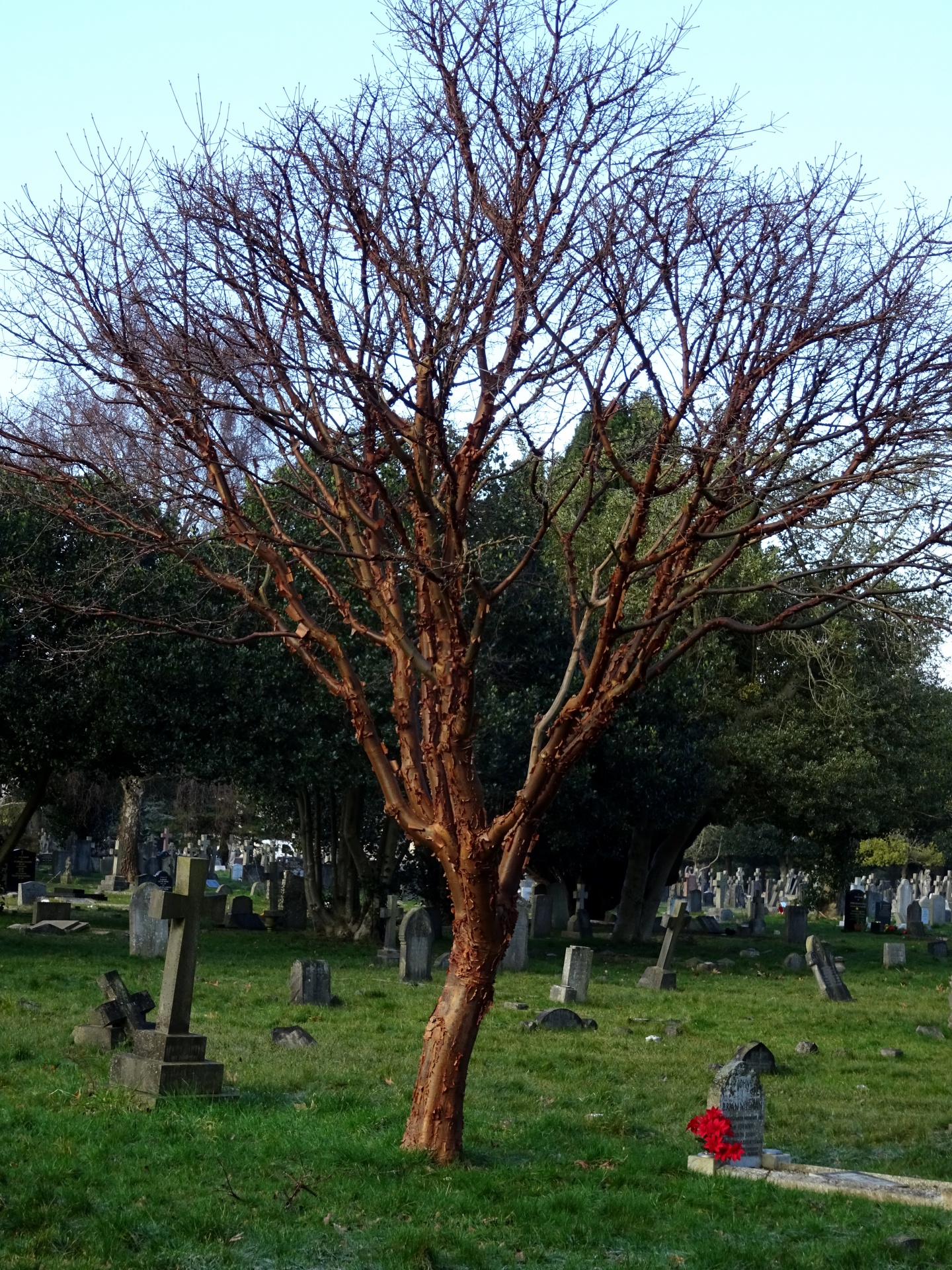 Winter Graveyard Tree