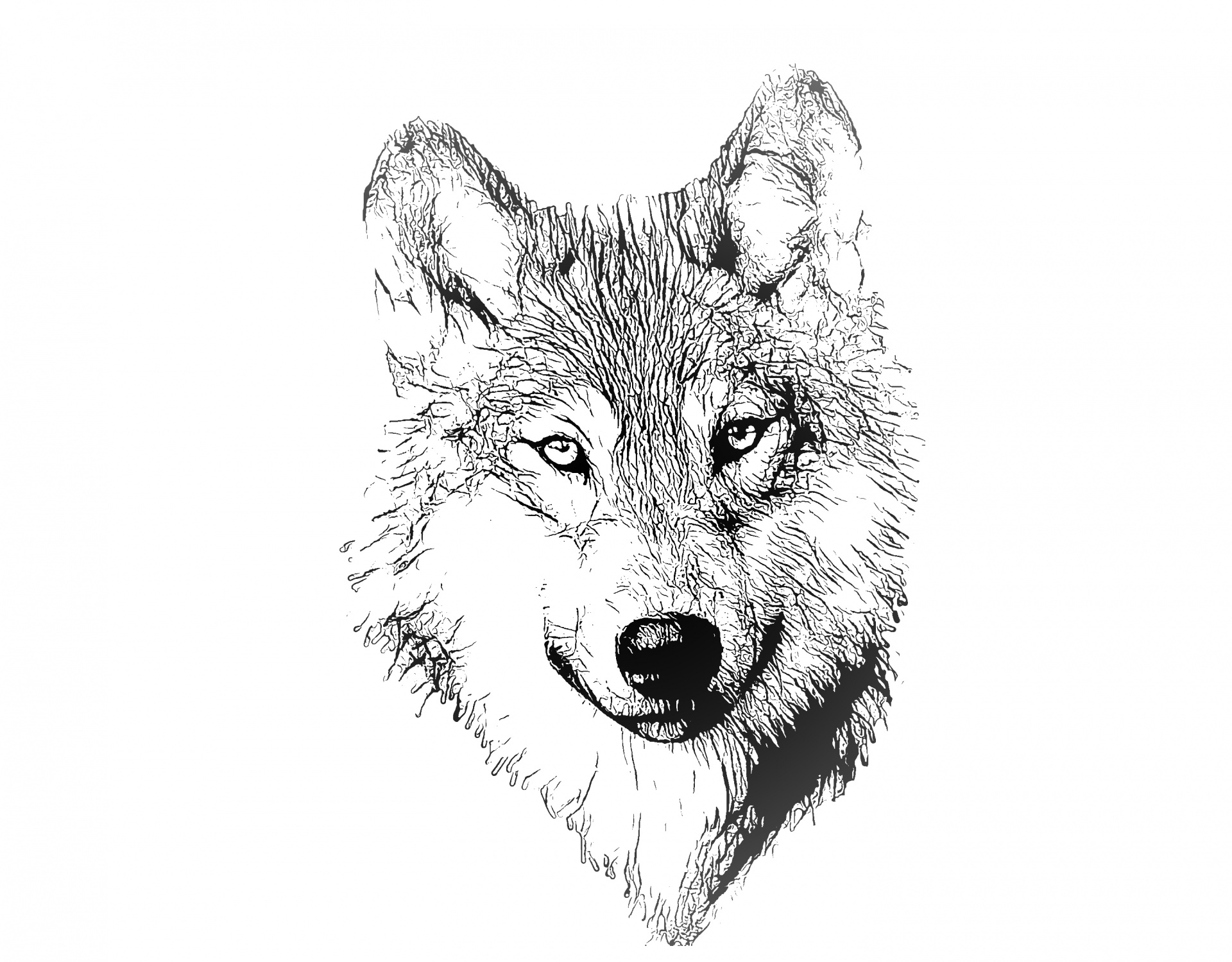 Wolf Portrait Illustration Drawing