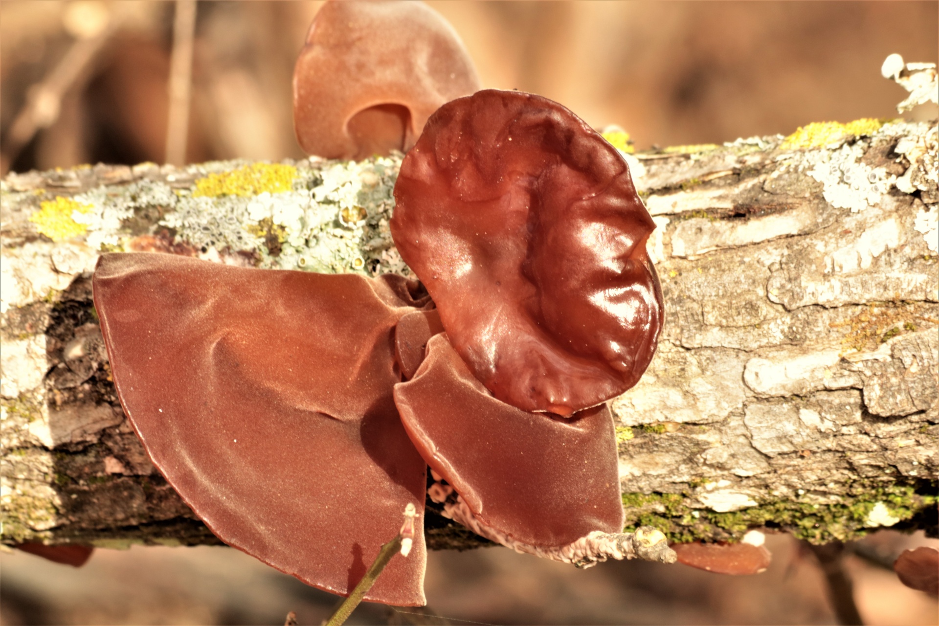 Wood Ear Fungus On Tree Branch