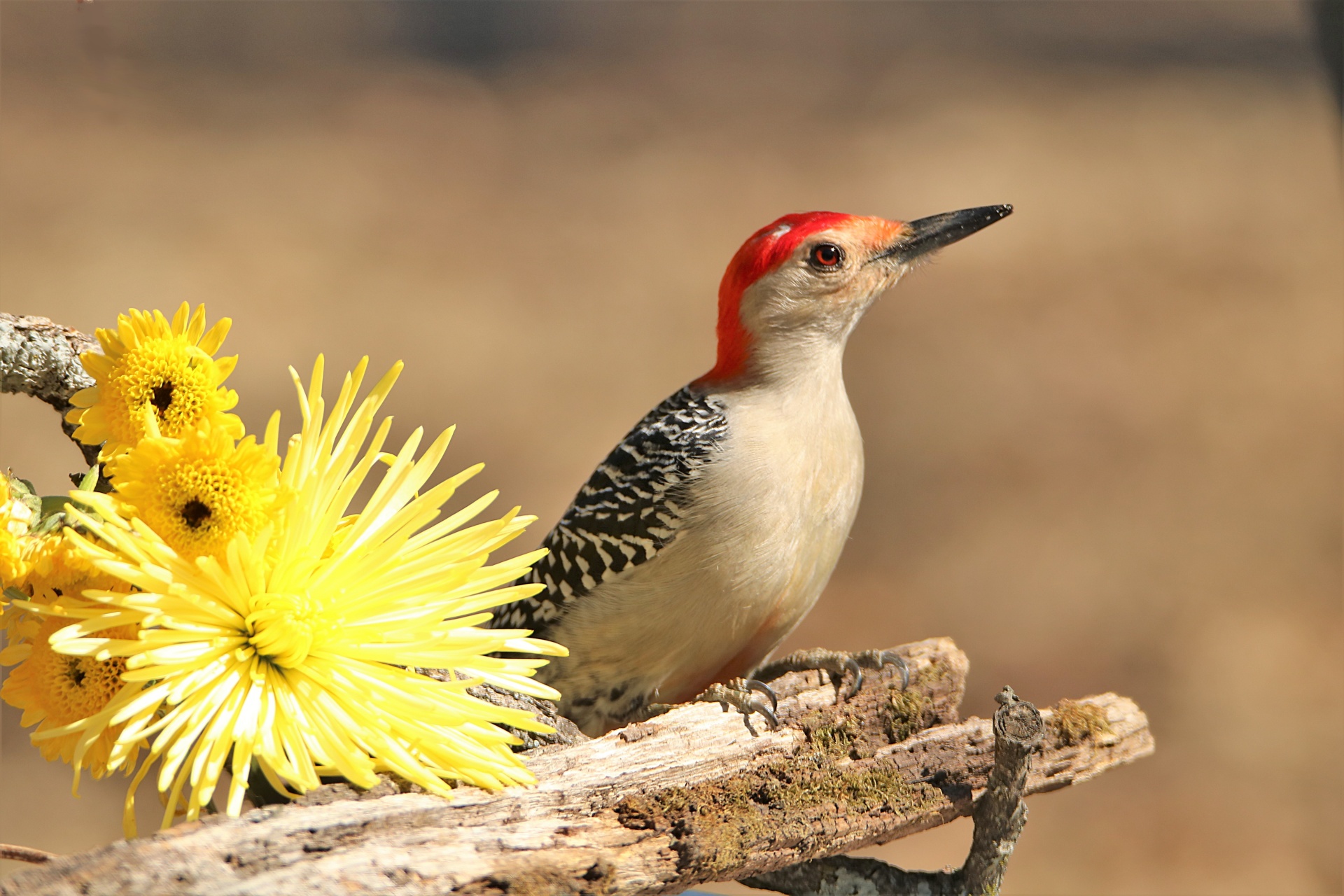 Close-up of a male red-bellied woodpecker, perched on a moss covered tree branch with yellow chrysanthemums beside him, on a blurred brown background.