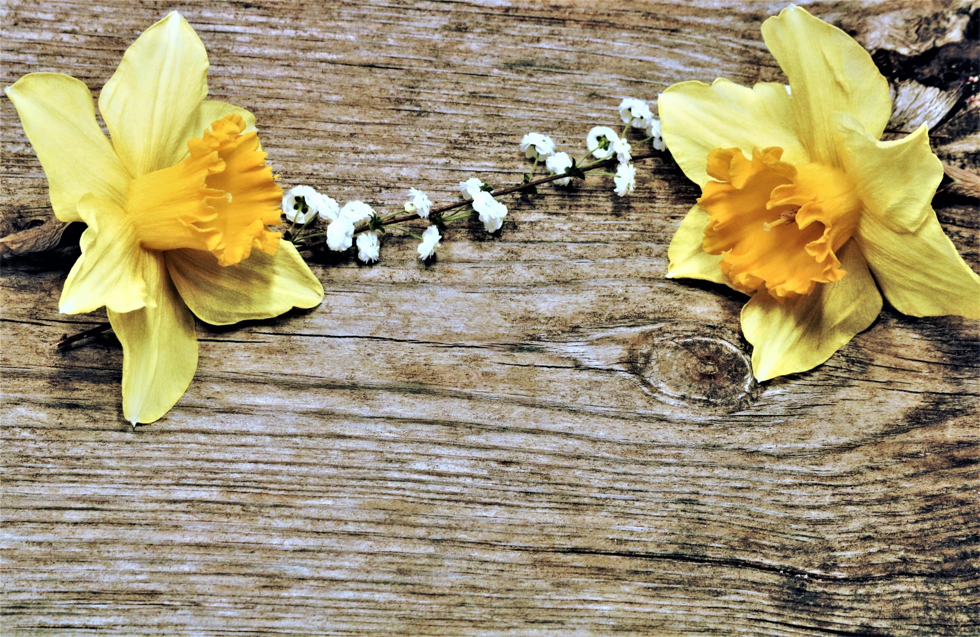 Two bright yellow daffodils and a sprig of white spring flowers on a weathered wooden background create a rustic background for text.