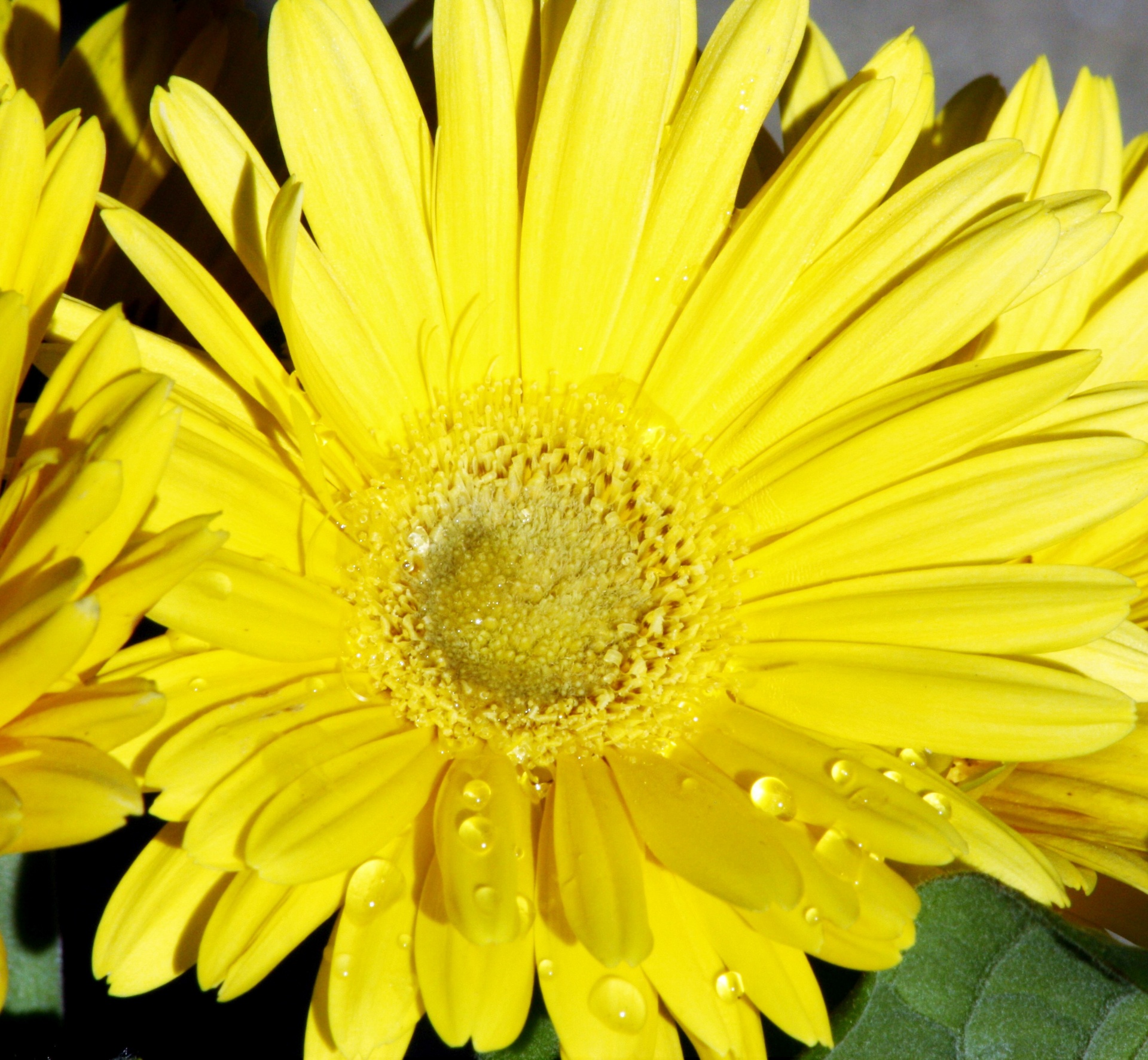 Yellow Gerber Daisy Macro