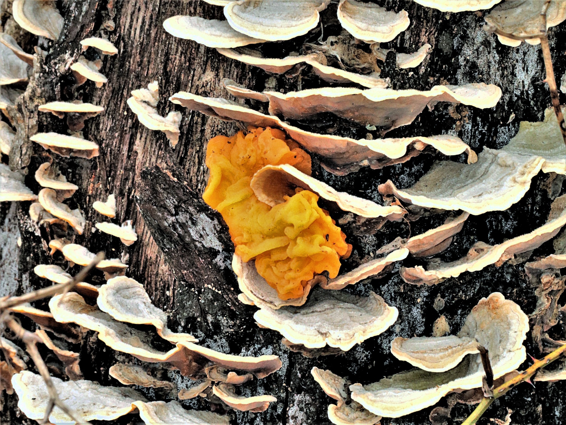 Yellow jelly fungus, also called Witch's butter, growing among white bracket fungus on the bark of a dead oak tree.