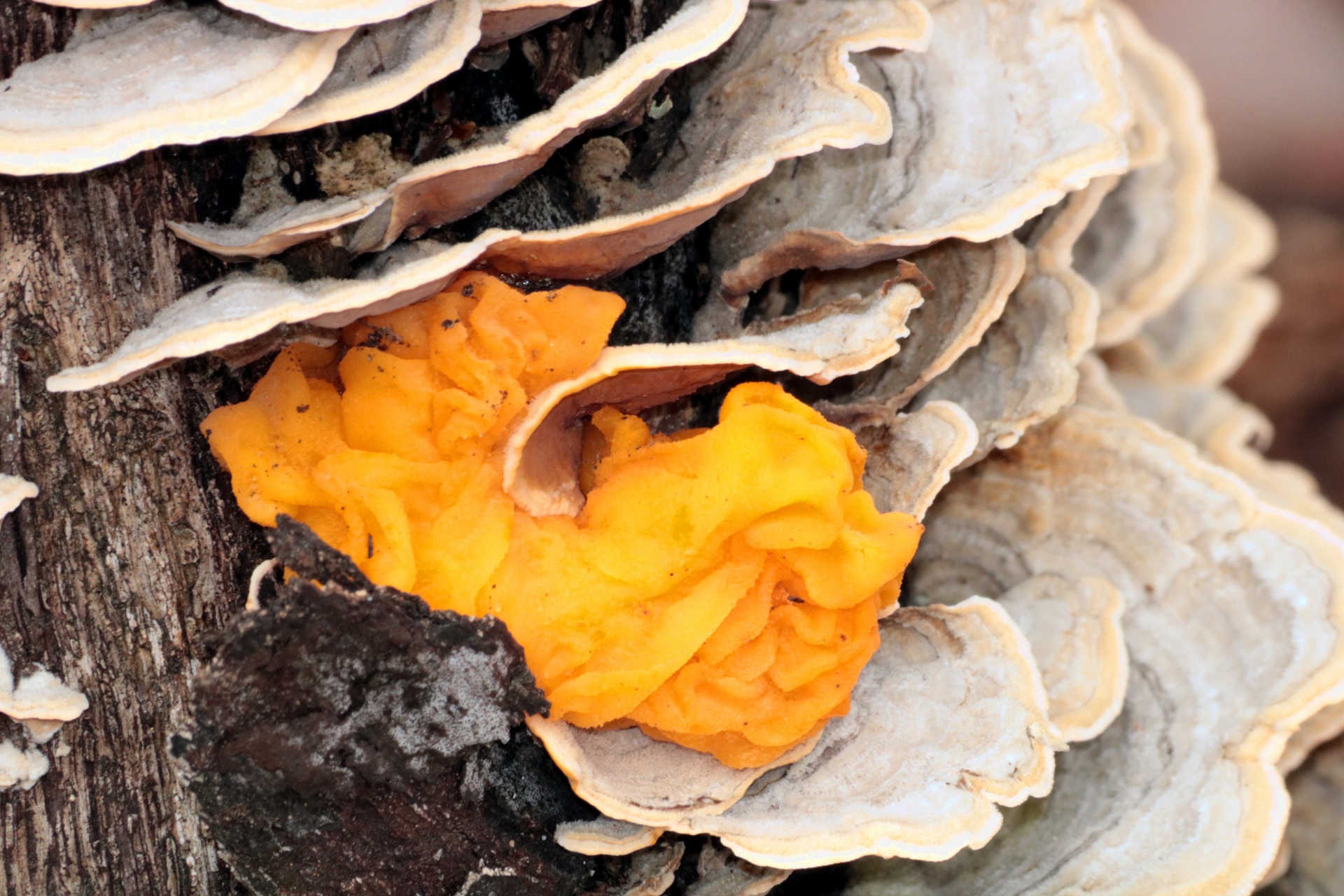 Close-up of yellow jelly fungus, as it grows between white turkey tail bracket fungus on the bark of a dead oak tree.