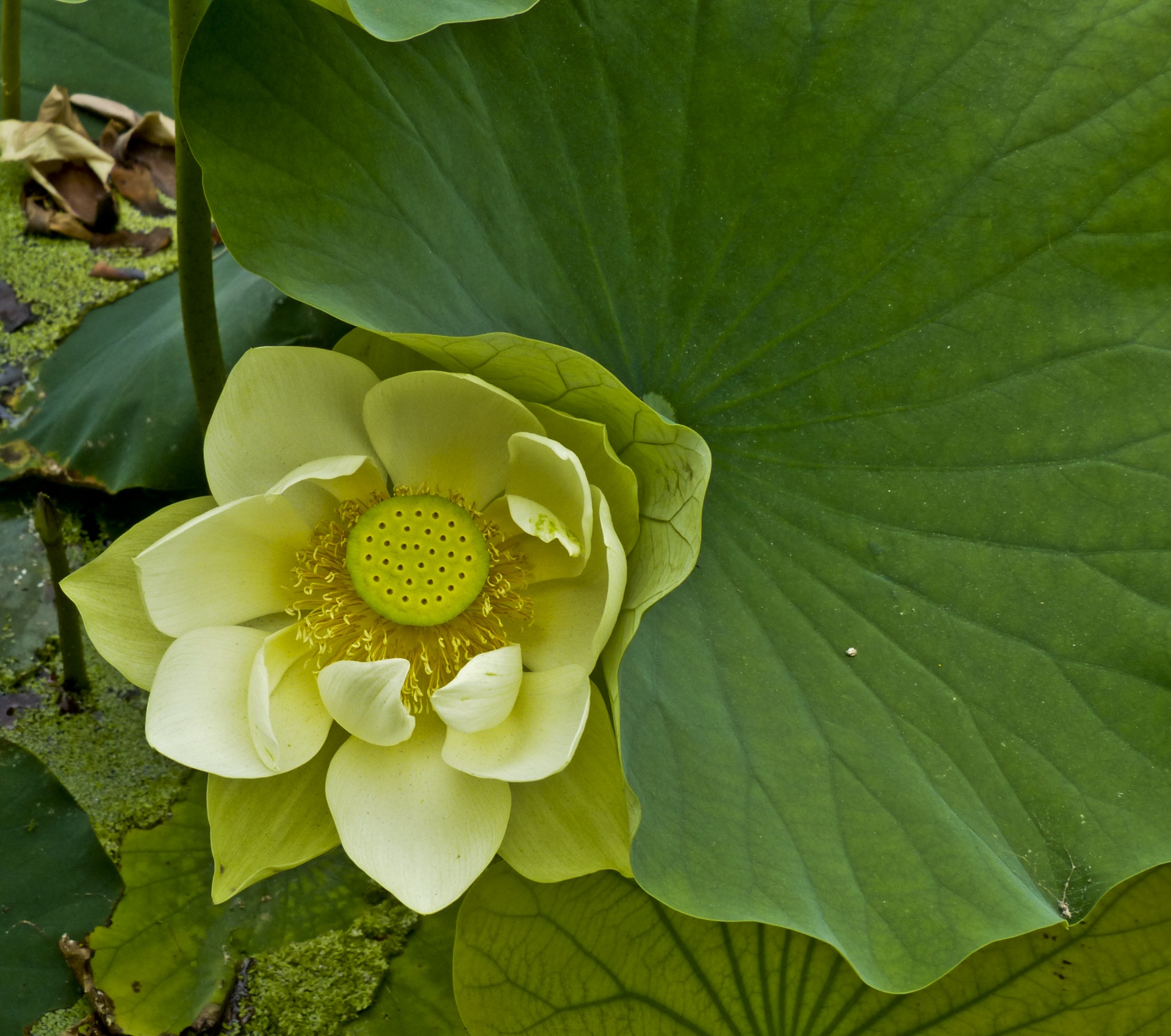 Yellow Lotus Flower Background