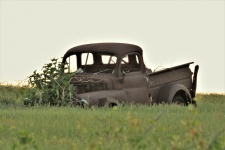 Abandoned 1955 Dodge Truck In Field