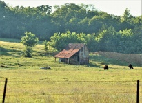 Abandoned Shed And Cows 2