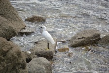 Egret By The Sea