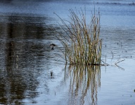 Bird Flys From The Reeds
