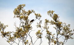 Bird Singing In Tree