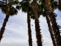 Bird Soaring Through Palms