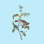 Bird Vintage Illustration