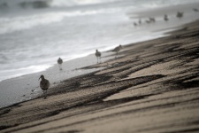Birds Along Ocean Shore