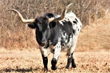 Black And White Texas Longhorn Bull