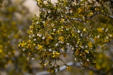 Blooming Creosote Bush