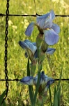 Blue Iris And Barbed Wire