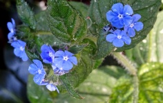 Blue Petals Flowers And Flora