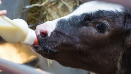 Bottle Feeding Calf