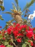 Bougainvillea And Palm Tree