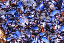 Brightly Colored Shells Background