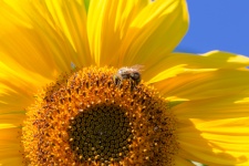 Bumblebee On A Sunflower