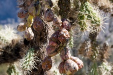 Cactus Seed Pod