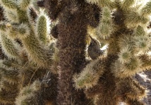 Cactus Wren Perched