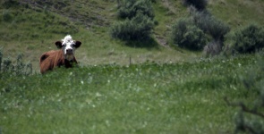 Calf In The Pasture