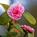 Camellia Japonica Flower Pink