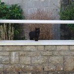 Black Cat On A Wall