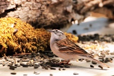 Chipping Sparrow On Table 2