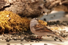 Chipping Sparrow On Table