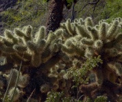 Cholla Cactus Background