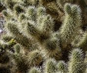 Cholla Cactus Background