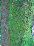 Close View Of Moss On A Tree Trunk