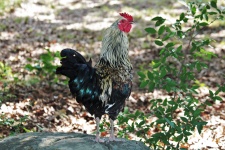 Colorful Rooster Standing On Rock