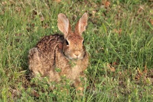 Cottontail Rabbit Eating Wildflower